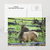 Bull Elk Briefkaart (Voorkant / Achterkant)