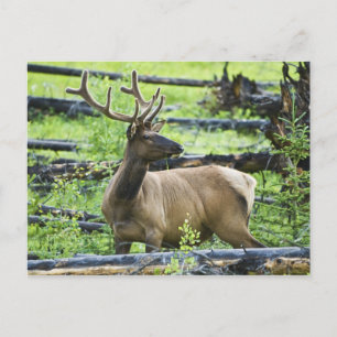 Bull Elk Briefkaart