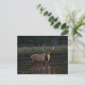 Bull Elk Briefkaart (Staand voorkant)