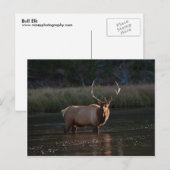 Bull Elk Briefkaart (Voorkant / Achterkant)