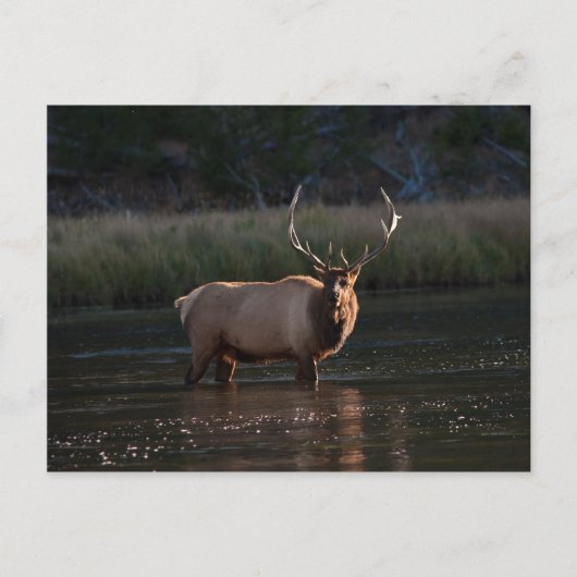 Bull Elk Briefkaart (Voorkant)