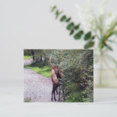 Bull Elk Briefkaart (Staand voorkant)