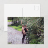 Bull Elk Briefkaart (Voorkant / Achterkant)