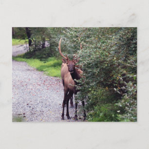 Bull Elk Briefkaart