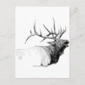Bull Elk Briefkaart (Voorkant)