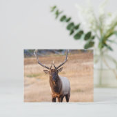 Bull Elk Briefkaart (Staand voorkant)