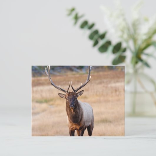 Bull Elk Briefkaart (Staand voorkant)