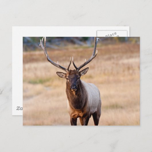 Bull Elk Briefkaart (Voorkant / Achterkant)