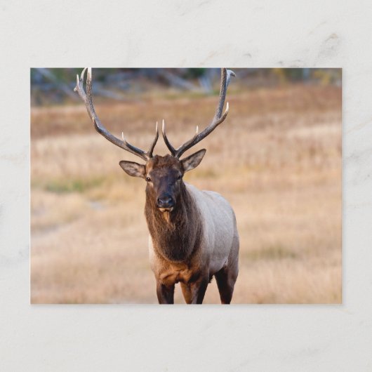Bull Elk Briefkaart (Voorkant)