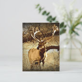 Bull Elk Briefkaart (Staand voorkant)