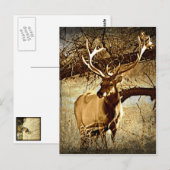 Bull Elk Briefkaart (Voorkant / Achterkant)