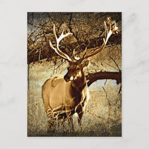 Bull Elk Briefkaart