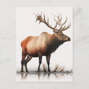Bull Elk Briefkaart