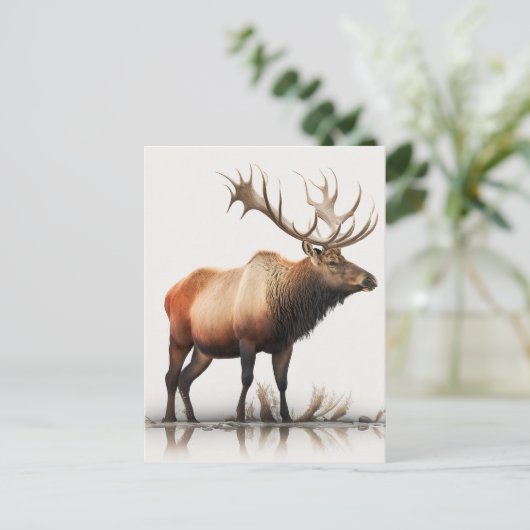 Bull Elk Briefkaart (Staand voorkant)