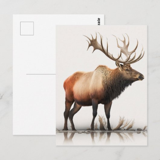 Bull Elk Briefkaart (Voorkant / Achterkant)