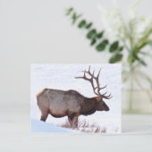 Bull Elk Briefkaart (Staand voorkant)