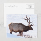 Bull Elk Briefkaart (Voorkant / Achterkant)