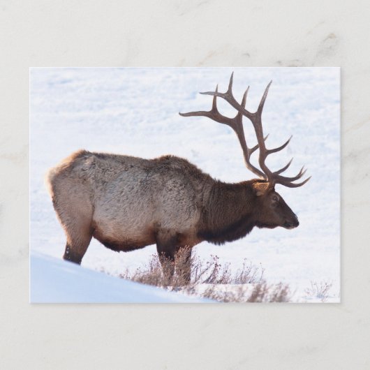 Bull Elk Briefkaart (Voorkant)