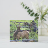 Bull Elk Briefkaart (Staand voorkant)
