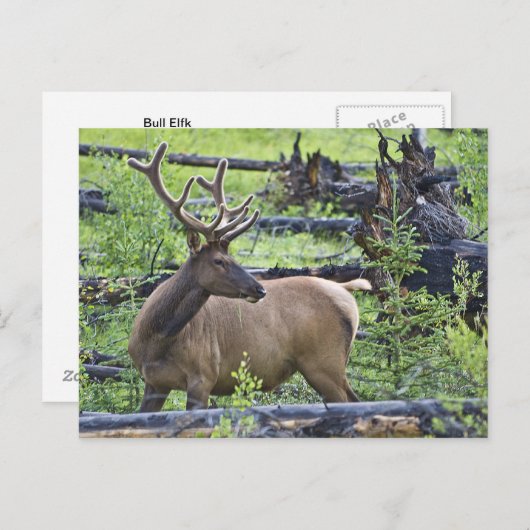 Bull Elk Briefkaart (Voorkant / Achterkant)