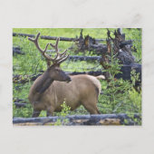 Bull Elk Briefkaart (Voorkant)