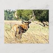 Bull Elk Briefkaart (Voorkant)