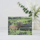 Bull Elk Briefkaart (Staand voorkant)