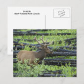 Bull Elk Briefkaart (Voorkant / Achterkant)