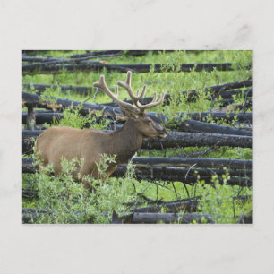 Bull Elk Briefkaart