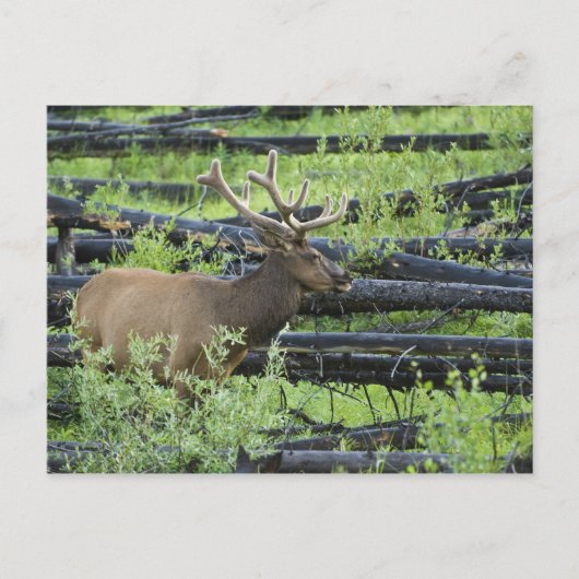 Bull Elk Briefkaart (Voorkant)