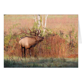 Bull Elk Bugle