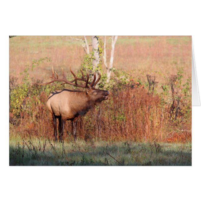 Bull Elk Bugle (Voorkant Horizontaal)