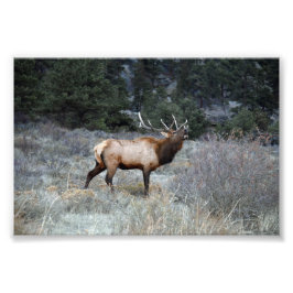 Bull Elk Bugling, Estes Park, Colorado Foto Afdruk