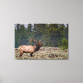 Bull Elk Bugling in de Tetons Canvas Afdruk (Voorkant)