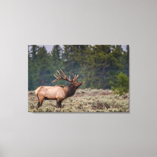 Bull Elk Bugling in de Tetons Canvas Afdruk (Voorkant)