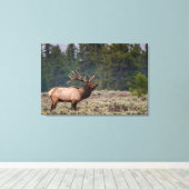 Bull Elk Bugling in de Tetons Canvas Afdruk (Insitu (Houten vloer))