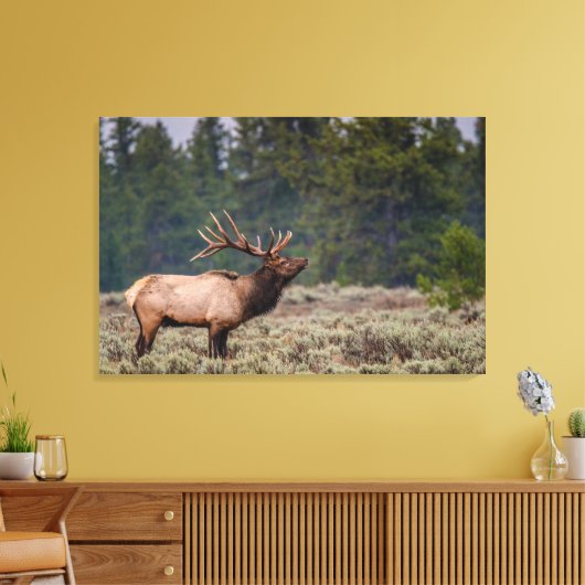 Bull Elk Bugling in de Tetons Canvas Afdruk (Insitu (Woonkamer))