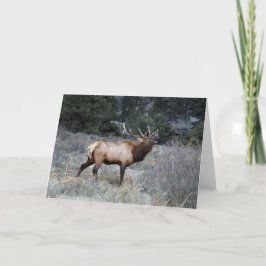 Bull Elk Bugling Kaart