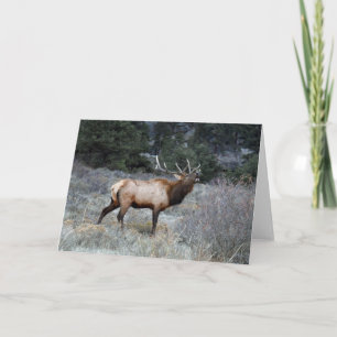 Bull Elk Bugling Kaart