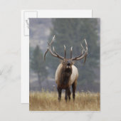 Bull Elk bugling, Yellowstone NP, Wyoming 2 Briefkaart (Voorkant / Achterkant)