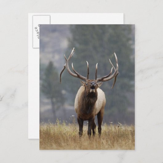 Bull Elk bugling, Yellowstone NP, Wyoming 2 Briefkaart (Voorkant / Achterkant)