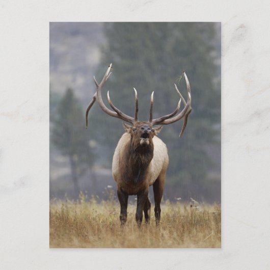 Bull Elk bugling, Yellowstone NP, Wyoming 2 Briefkaart (Voorkant)