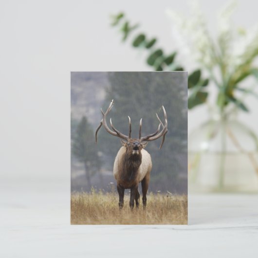 Bull Elk bugling, Yellowstone NP, Wyoming 2 Briefkaart (Staand voorkant)