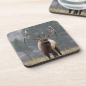 Bull Elk bugling, Yellowstone NP, Wyoming 2 Drankjes Onderzetter (Linkerzijde)