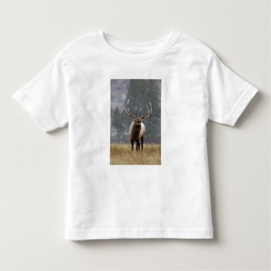 Bull Elk bugling, Yellowstone NP, Wyoming 2 Kinder Shirts (Voorkant)