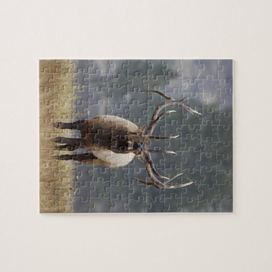 Bull Elk bugling, Yellowstone NP, Wyoming 2 Legpuzzel (Horizontaal)