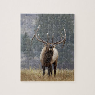 Bull Elk bugling, Yellowstone NP, Wyoming 2 Legpuzzel