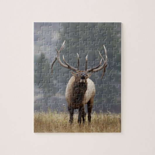Bull Elk bugling, Yellowstone NP, Wyoming 2 Legpuzzel (Verticaal)