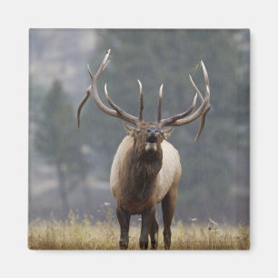 Bull Elk bugling, Yellowstone NP, Wyoming 2 Magneet
