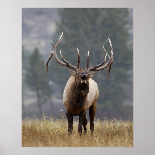 Bull Elk bugling, Yellowstone NP, Wyoming 2 Poster (Voorkant)